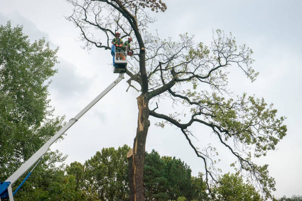 Soil Testing and Treatment in Long Hill, CT