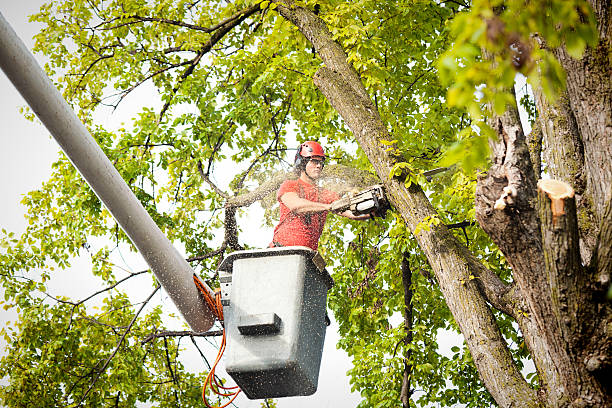 Long Hill, CT Tree Care Company