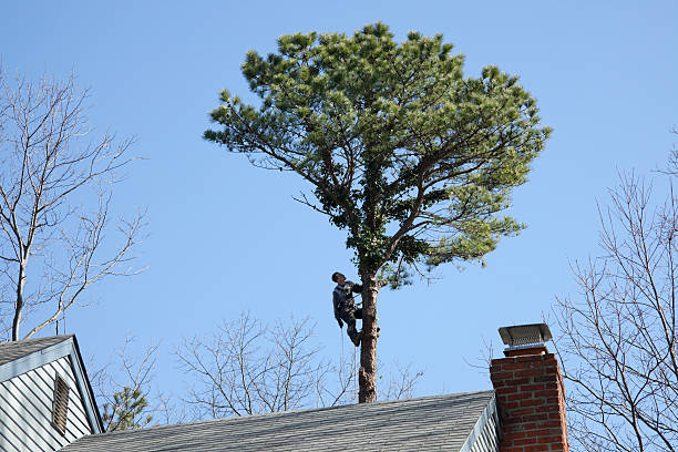 How Our Tree Care Process Works  in  Long Hill, CT