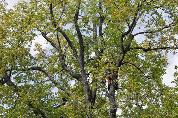 Best Firewood Processing and Delivery  in Long Hill, CT